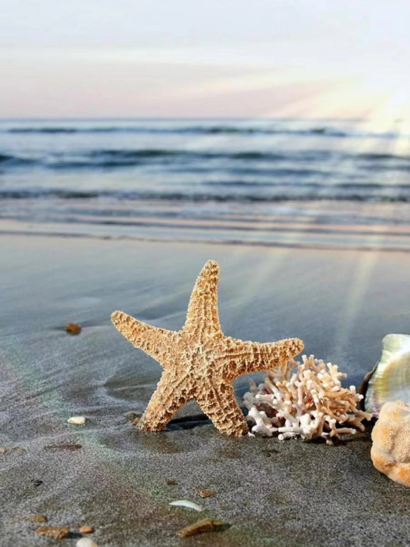 Romantic Starfish Stud Earrings